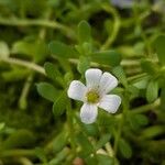 Bacopa monnieri Fiore