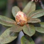 Rhododendron russatum Other