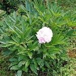 Paeonia lactiflora Агульны выгляд