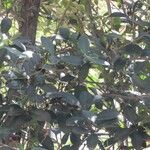 Prunus brasiliensis