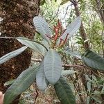 Tapeinosperma rubidum Hábito