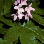 Cardamine pentaphyllos Fleur