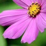 Cosmos bipinnatus Mosusu