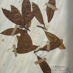 Dodecadenia grandiflora Diğer