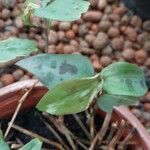Tinantia pringlei Leaf