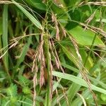 Tridens flavus Fleur