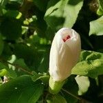 Hibiscus waimeae その他の提案