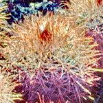 Parodia microsperma Hoja