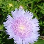 Stokesia laevis Λουλούδι