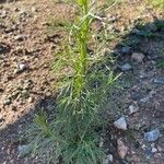 Eupatorium capillifolium Blatt