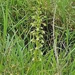 Habenaria humilior Habit