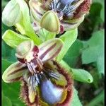 Ophrys speculum Blodyn
