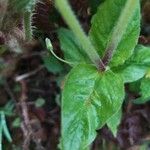 Stellaria nemorum Fuelha