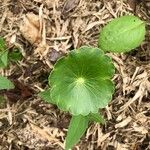 Hydrocotyle verticillata Liść