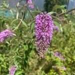 Buddleja japonica Kvet