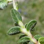 Helianthemum oelandicum Blad