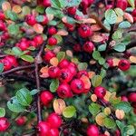 Cotoneaster nan-shan ഫലം