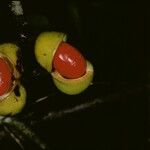 Iryanthera hostmannii 果實
