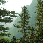 Abies cilicica ശീലം