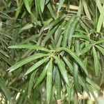 Podocarpus neriifolius Листок