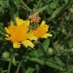 Hieracium amplexicaule Blüte