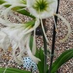 Hymenocallis liriosmeFlower