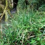 Carex pendula Plante entière