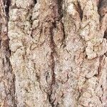 Populus deltoides Bark