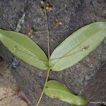 Syzygium lecardii Habitat