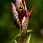 Serapias vomeraceaFlower