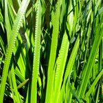 Acorus calamus Blad