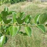 Strychnos spinosa Blatt
