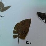 Thelypteris poiteana Leaf