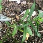 Symphyotrichum puniceum Leaf