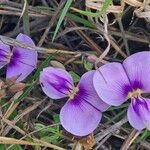 Vigna frutescens Blüte