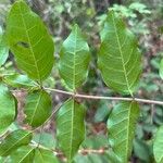 Krugiodendron ferreum Leaf