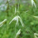 Arrhenatherum elatius 花