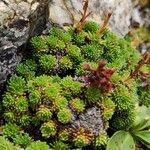 Saxifraga moschata Blad