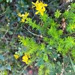 Hypericum empetrifoliumফুল