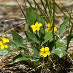 Viola purpurea Хабит