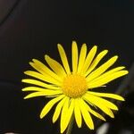 Doronicum plantagineum花