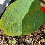 Euphorbia pulcherrima Leaf