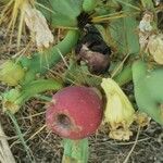 Opuntia dillenii Fruit