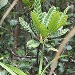 Sloanea haplopoda