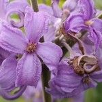 Clematis heracleifolia Flower