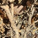 Astragalus cicer 樹皮