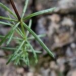 Galium corrudifoliumFolha