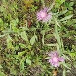 Centaurea nigrescens Blodyn