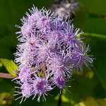 Conoclinium coelestinum Flower