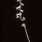 Spiranthes tuberosa Λουλούδι